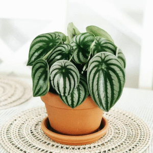 Water Melon Peperomia