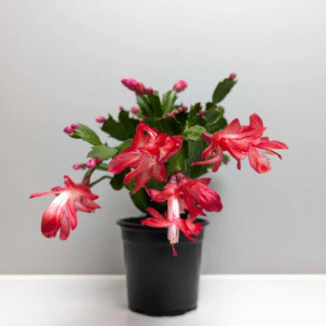 Christmas Cactus Red