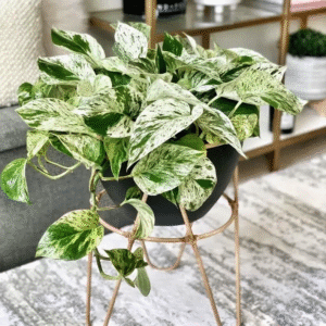 Marble Pothos