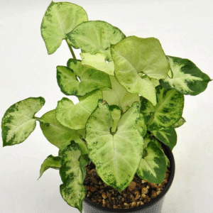 Syngonium Miniature White