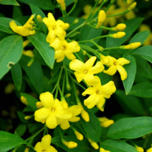 Yellow Jasmine
