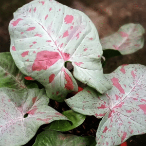 Syngonium Milk Confetti