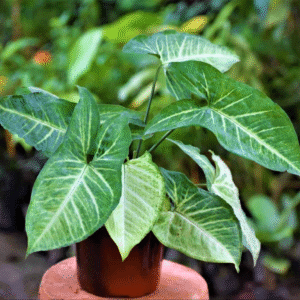 Syngonium Narrow