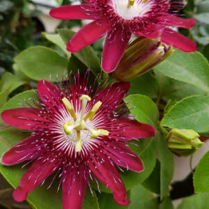 Passion Flower Maganta