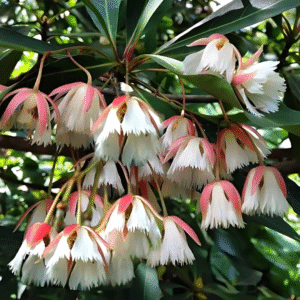 Eleaocarpus Gandiflora