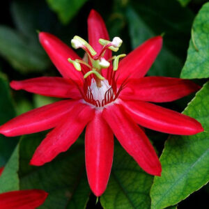 Passion Flower Red
