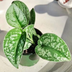 Silver Satin Pothos