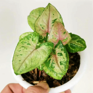 Syngonium Mini Allusion