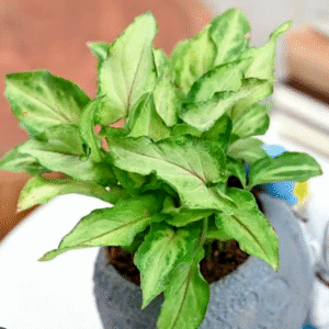 Syngonium Yami Red
