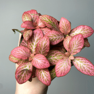 Fitunia Special Pink