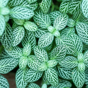 Fituia Miniature Green