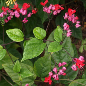 Bleeding Heart Red (Sensitive)