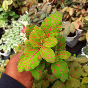 Fitunia Albivenis ‘Skeleton Big Leaf