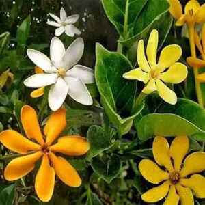 Yellow Gardenia