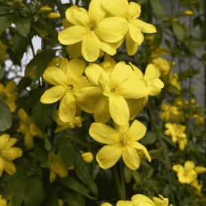 Yellow Chameli