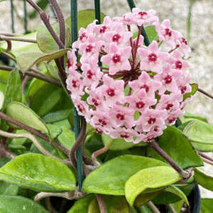 Hoya Carnosa Pink