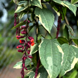 Thumbergia Verigated