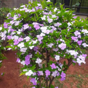 Yesterday Today Tomorrow Fragrant