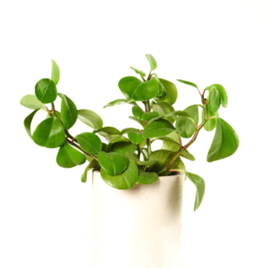 Obtusfolia  Green Knight