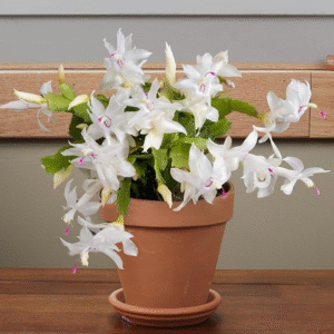 Christmas Cactus White