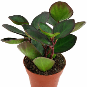 Obtusfolia  Black Knight