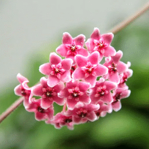 Hoya Globulosa Pink