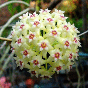 Hoya Paracetic Green