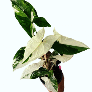 Syngonium Albo