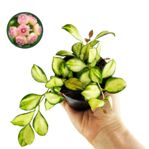 Hoya Heushkaliana Verigated