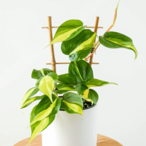 Brazil Pothos