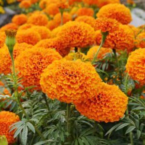 African Marigold Orange