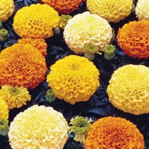 African Marigold Mixed Seeds