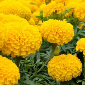 African Marigold Yellow