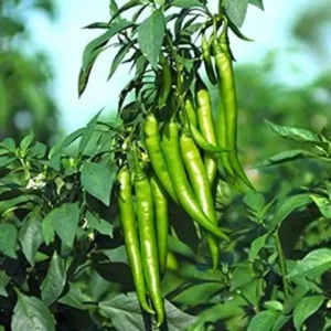 Anugraha Chilli