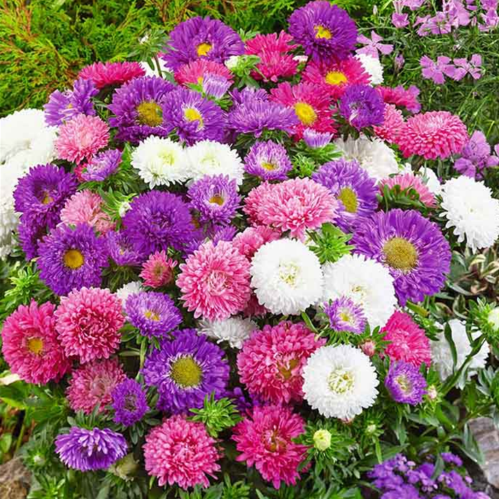 Aster Festival Multi mix