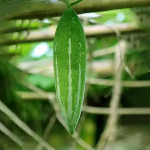 Baby Snake Gourd Green