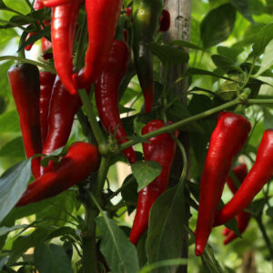 Byadagi Hot Chilli