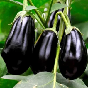 Black Brinjal
