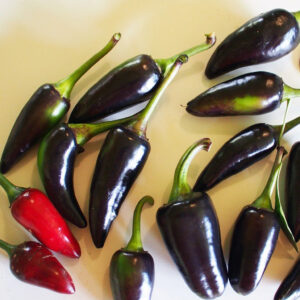 Black Chilli