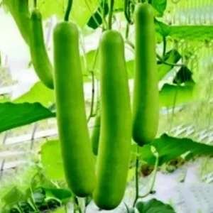 Bottle Gourd Gutka