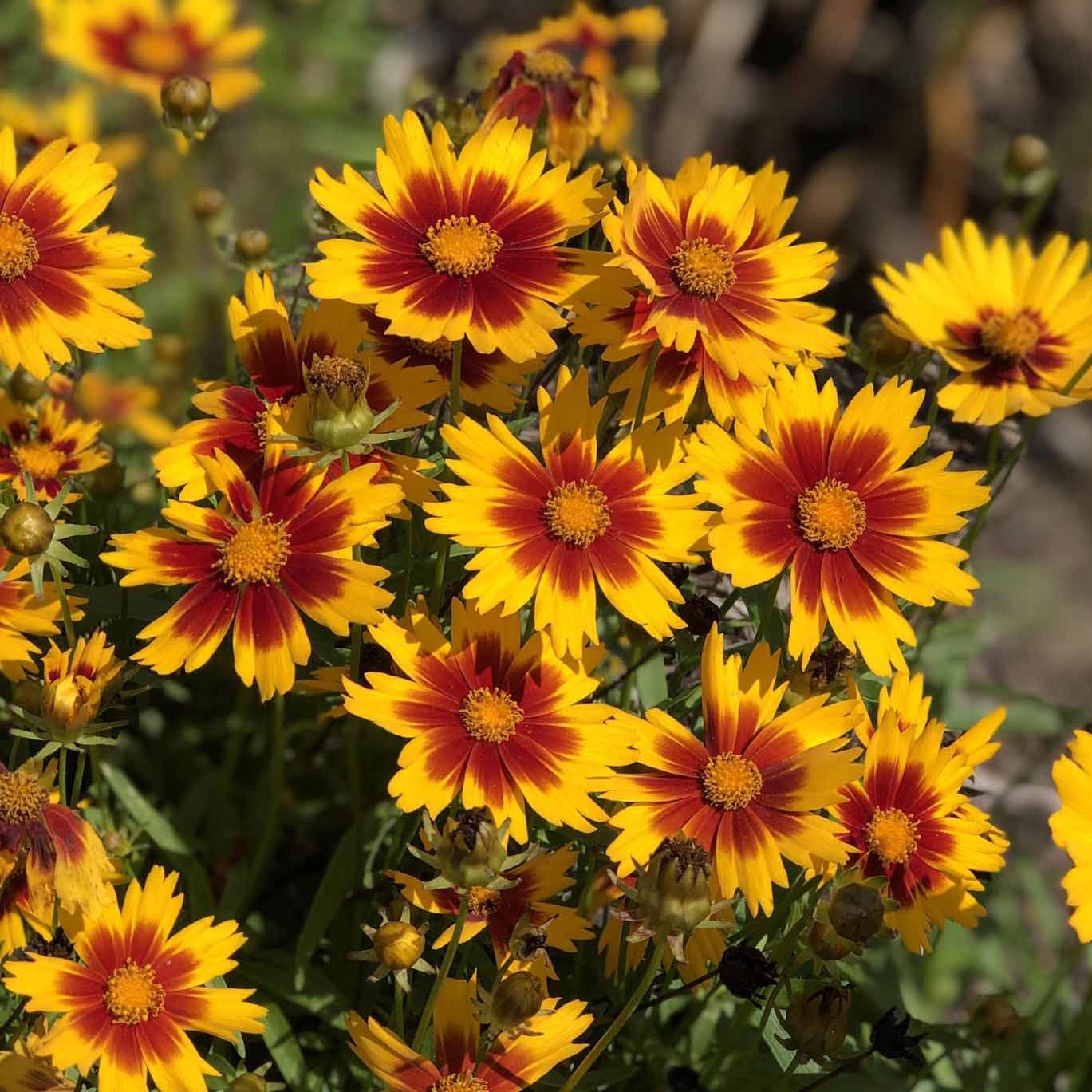 Coreopsis Mix
