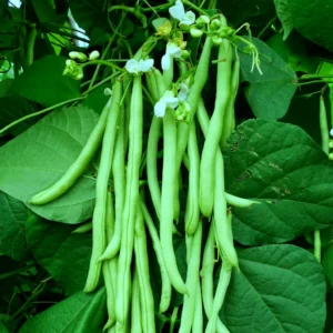 Chanda High yield Beans