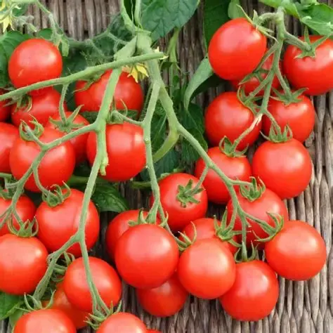Cherry tomato red