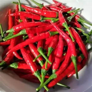 Chinese Chilli Spicy