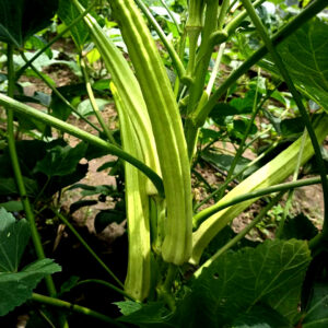Elephant Tusk Okra Green