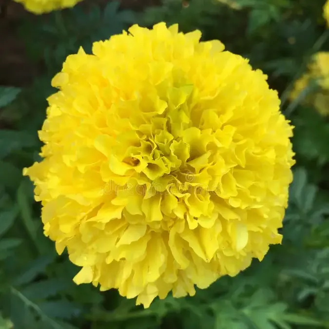 French Marigold Yellow
