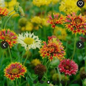 Gaillardia Multi Mix