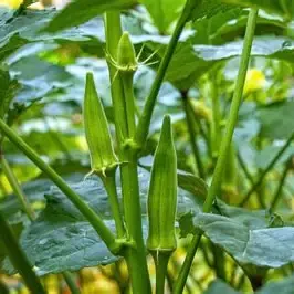 Green Okra