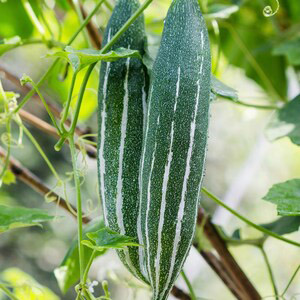 Snake Gourd Green