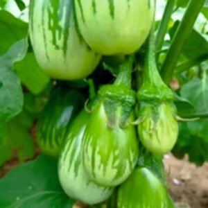 Green striped brinjal